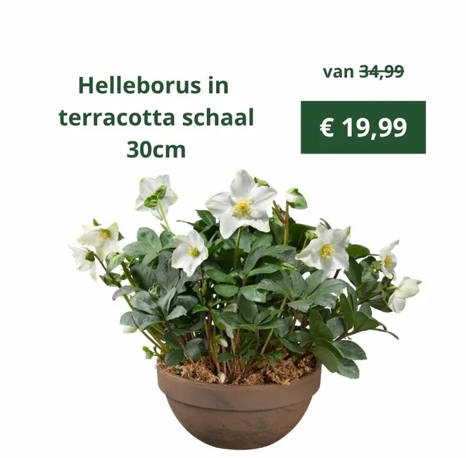 Helleborus in terracotta schaal 30cm