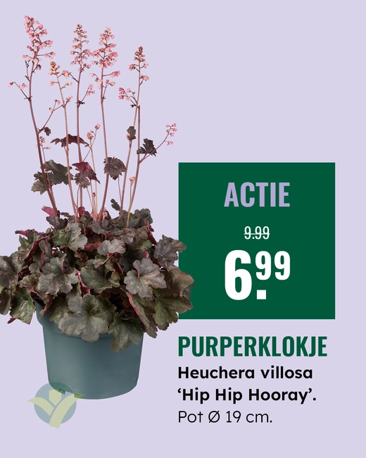 Heuchera