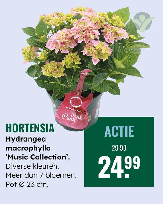 Hortensia