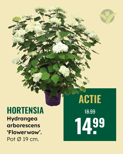 Hortensia