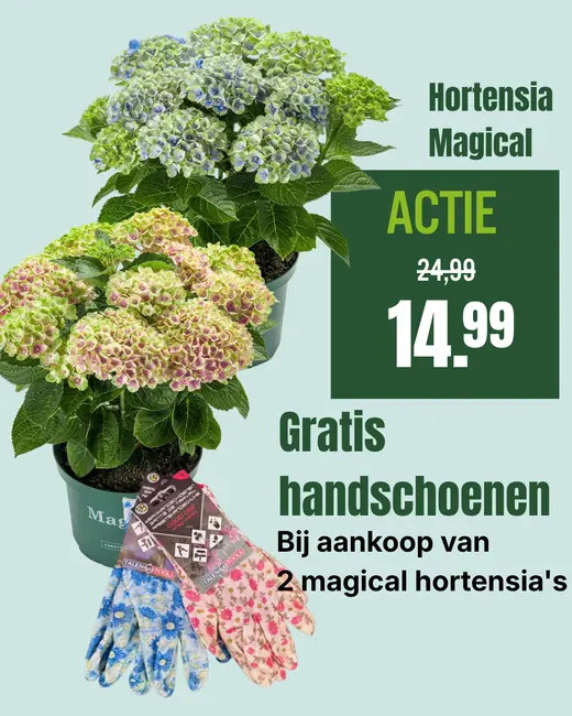 Hortensia magical