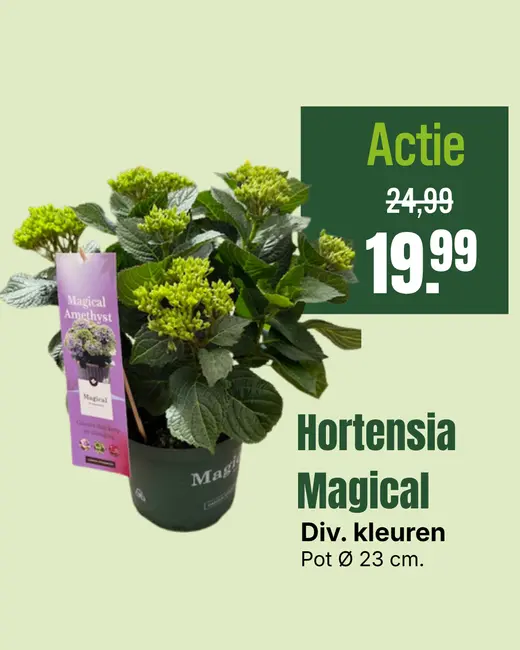Hortensia Magical P23cm