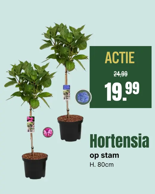 Hortensia op stam