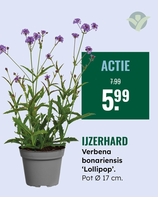 Ijzerhard