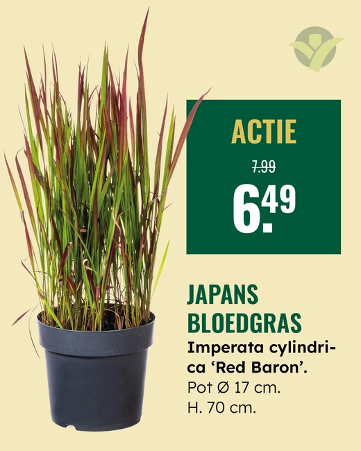 Japans bloedgras