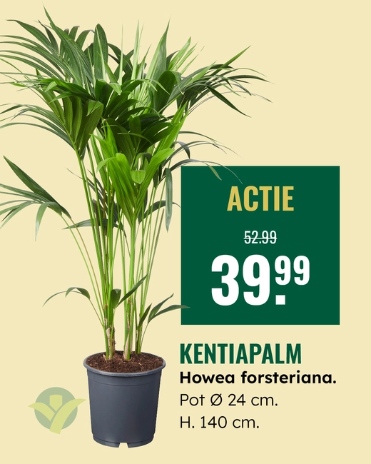 Kentia palm
