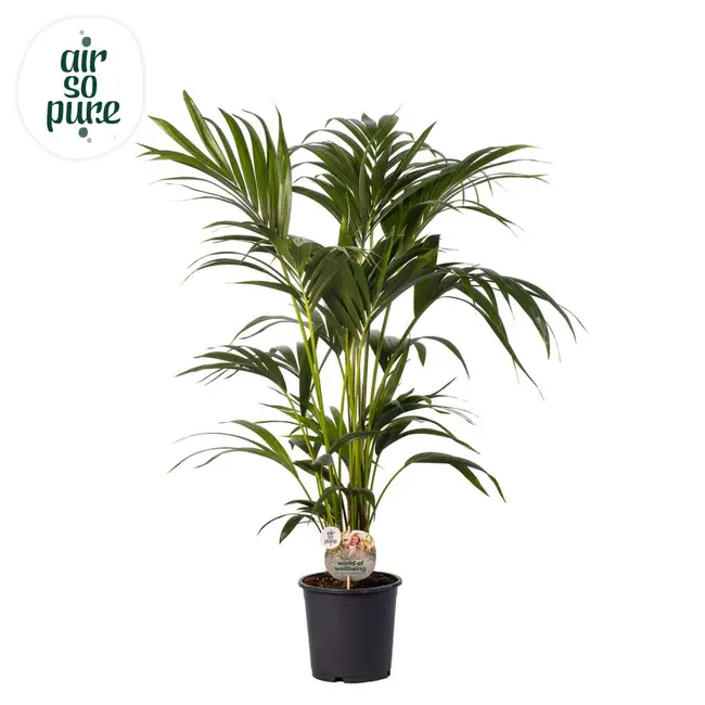 Kentia palm