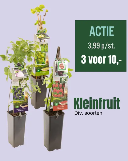 Kleinfruit