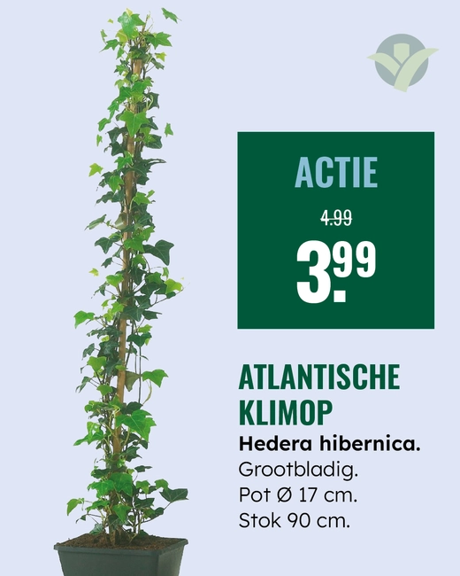 Klimop