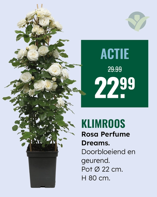 Klimroos