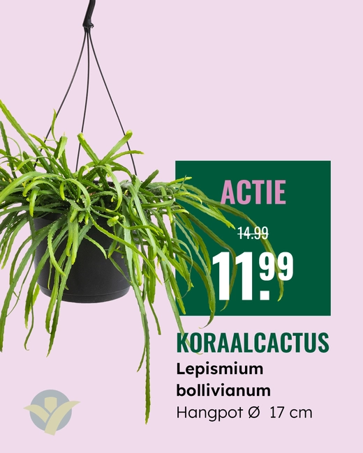 Koraalcactus