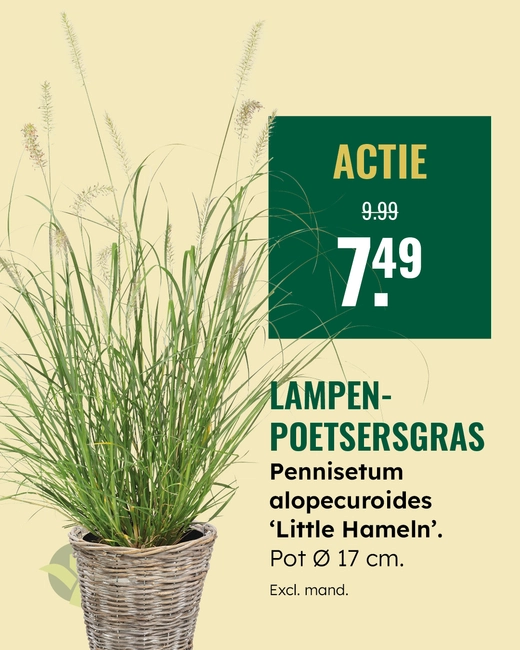 Lampenpoetsersgras