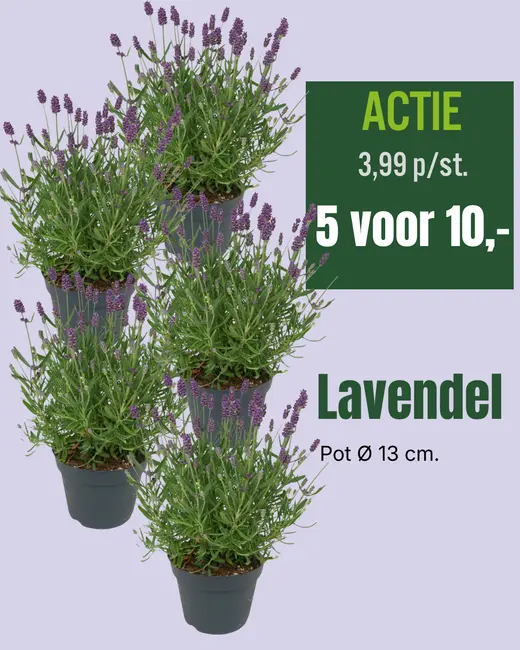 Lavendel P13cm