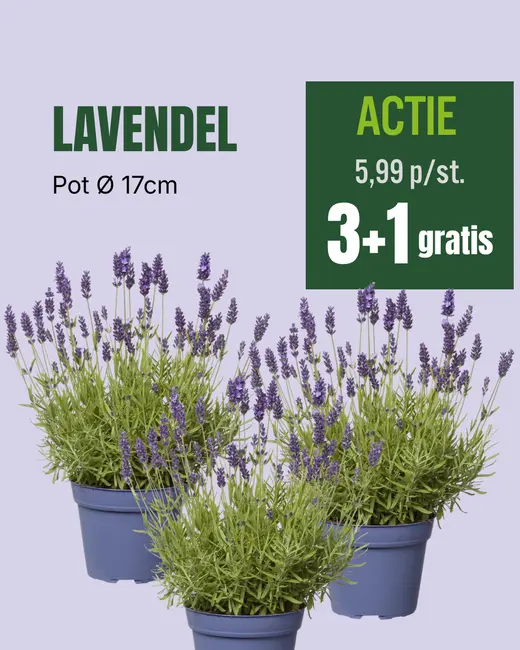 Lavendel P17cm