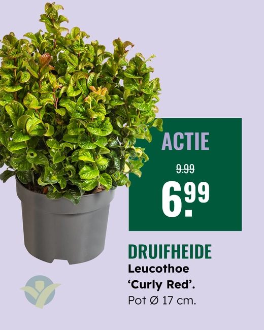 Leucothoe