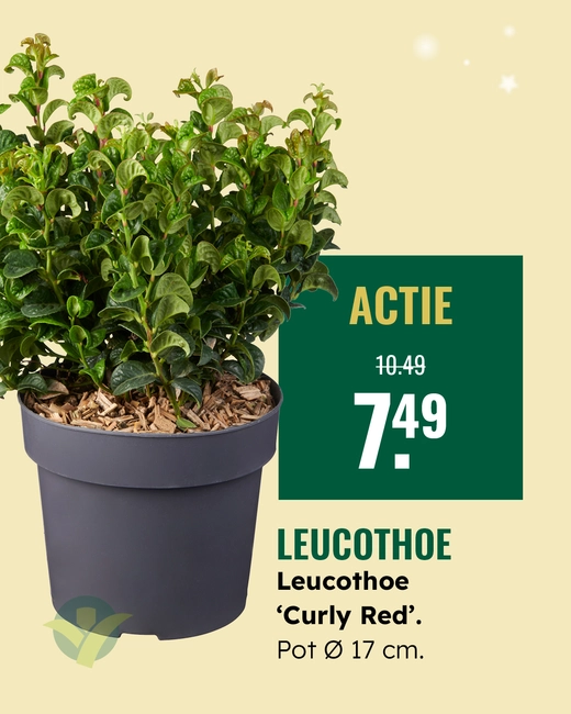 Leucothoe