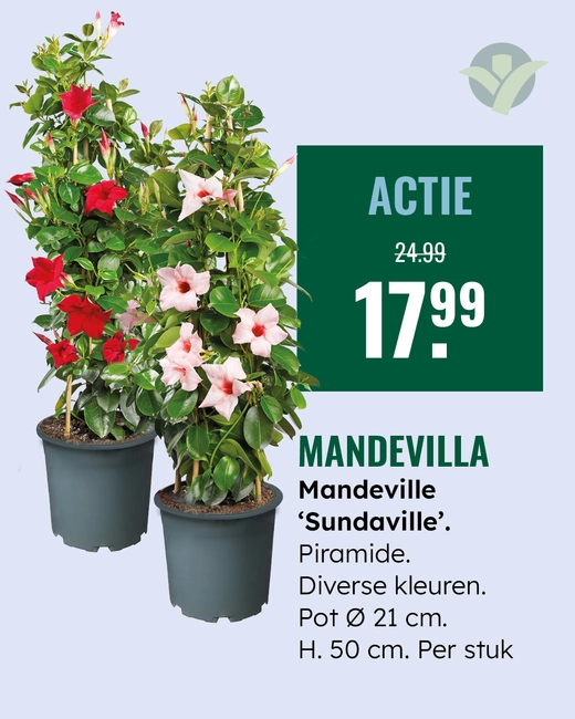 Mandeville