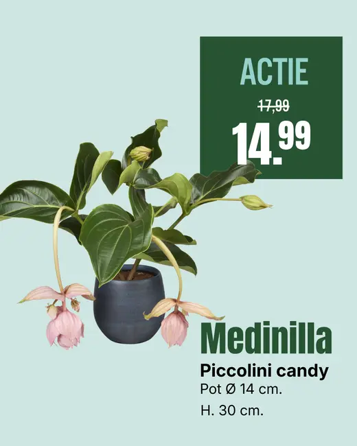 Medinilla