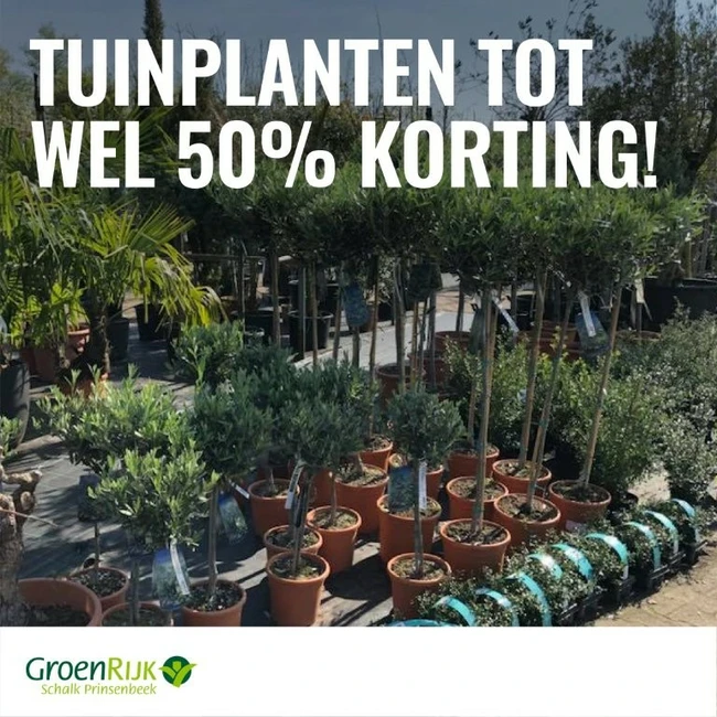 Mediterrane planten 50% korting