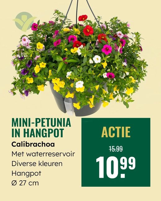 Mini petunia hangpot