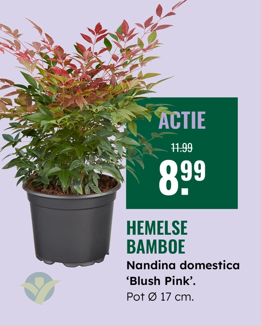Nandina - Hemelse bamboe
