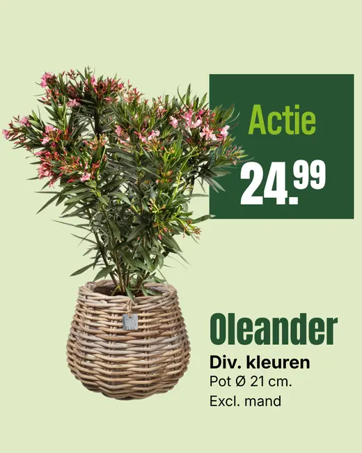 Oleander