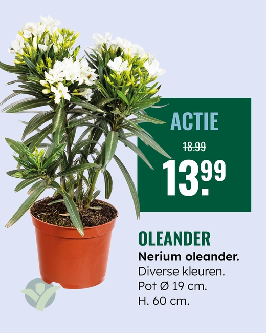 Oleander
