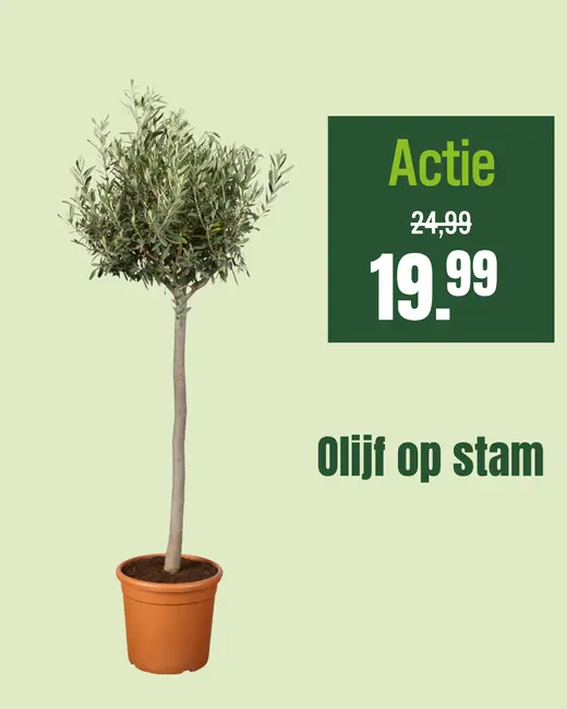 Olijf op stam