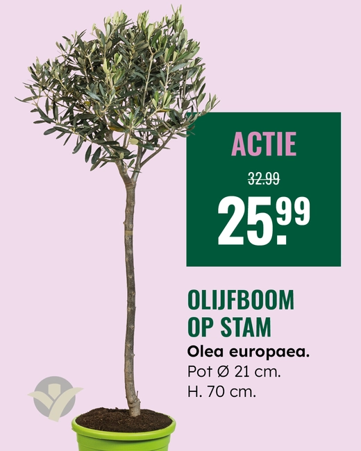 Olijf op stam