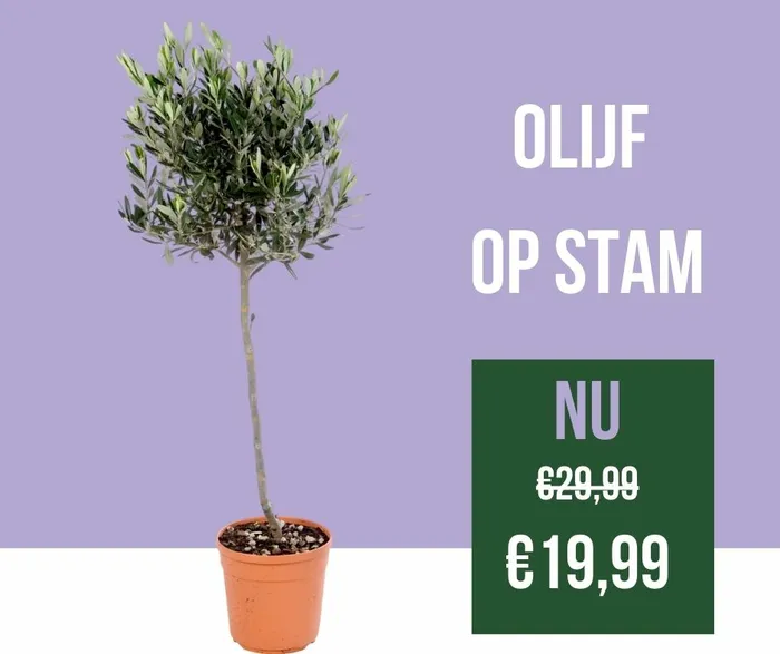 Olijf op stam