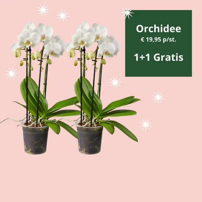 Orchidee
