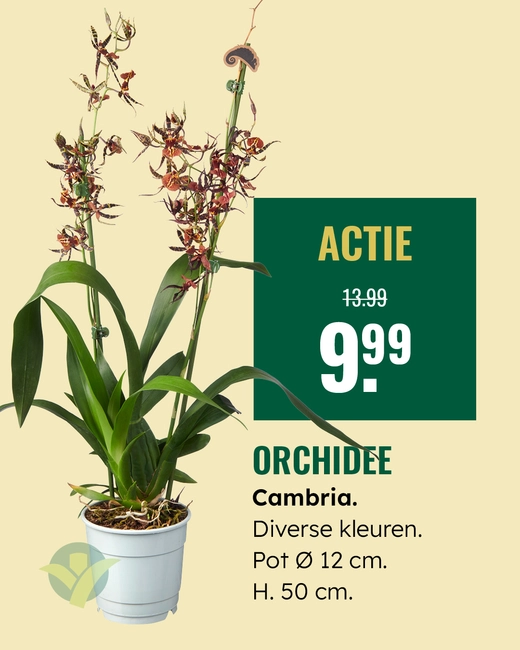 Orchidee - Cambria