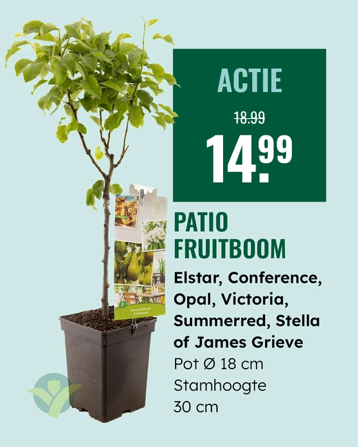 Patio fruitboom