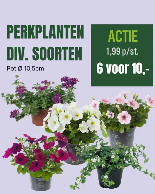 Perkplanten div. soorten