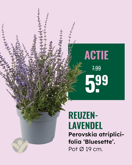 Perovskia