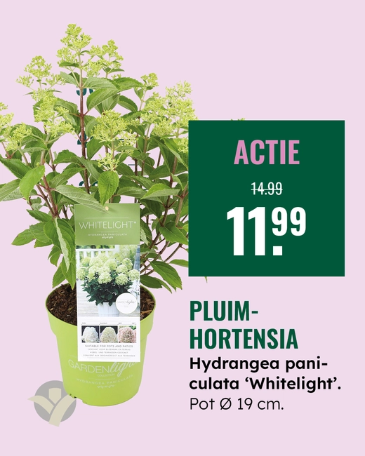 Pluimhortensia