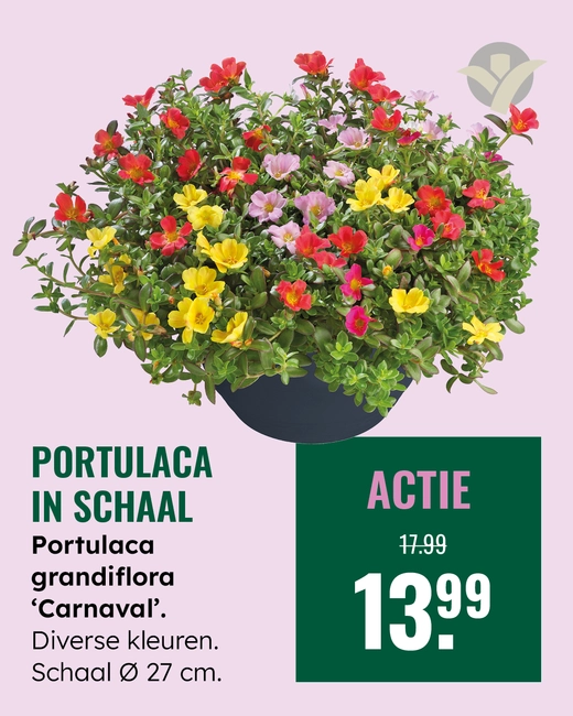 Portulaca