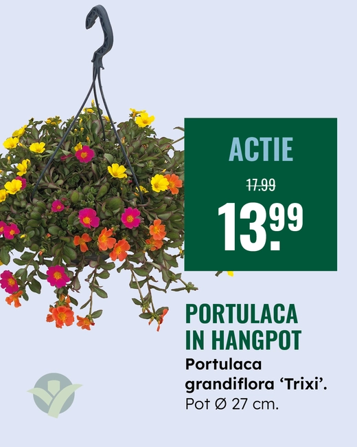 Portulaca hangpot