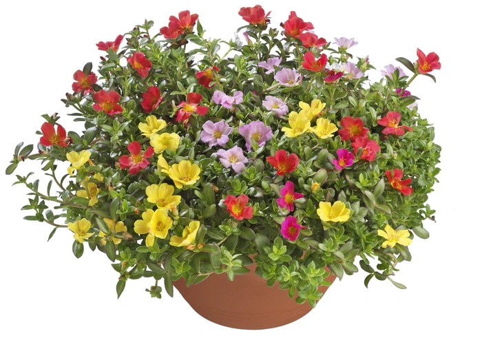 Portulaca schaal