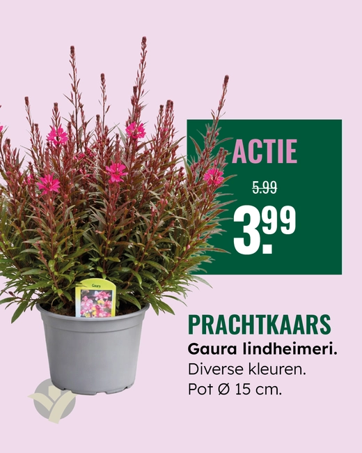 Prachtkaars