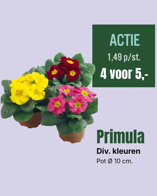 Primula