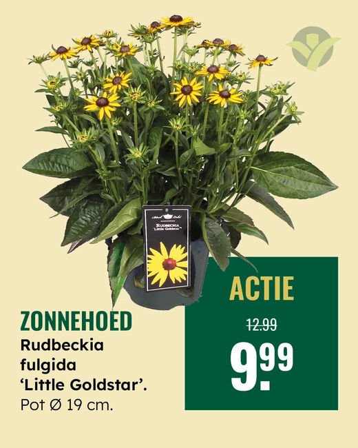 Rudbeckia
