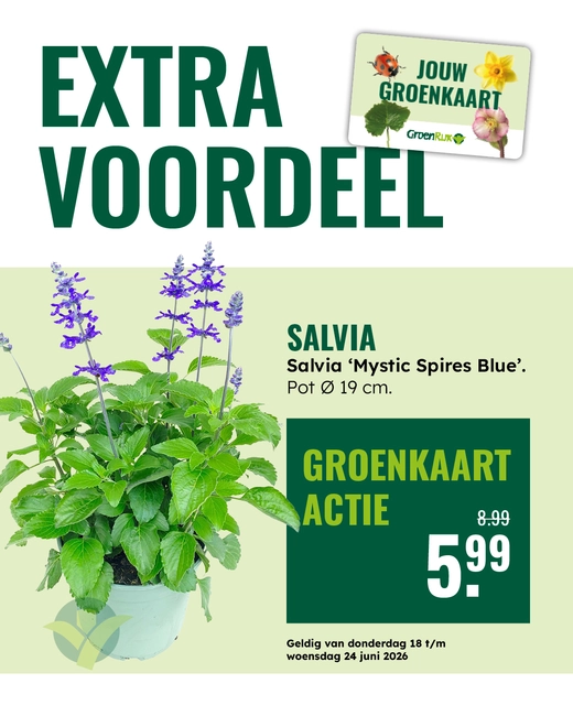 Salvia