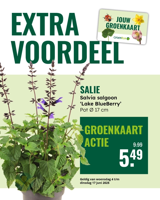 Salvia Lake Blueberry
