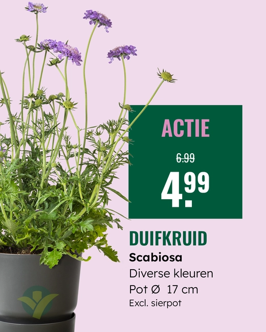 Scabiosa