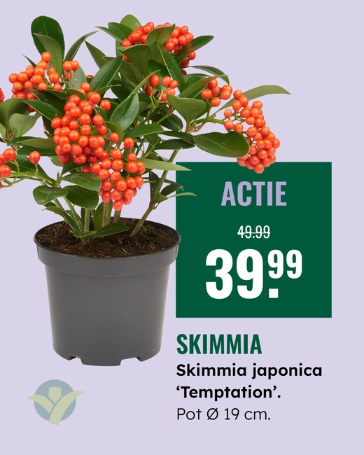 Skimmia