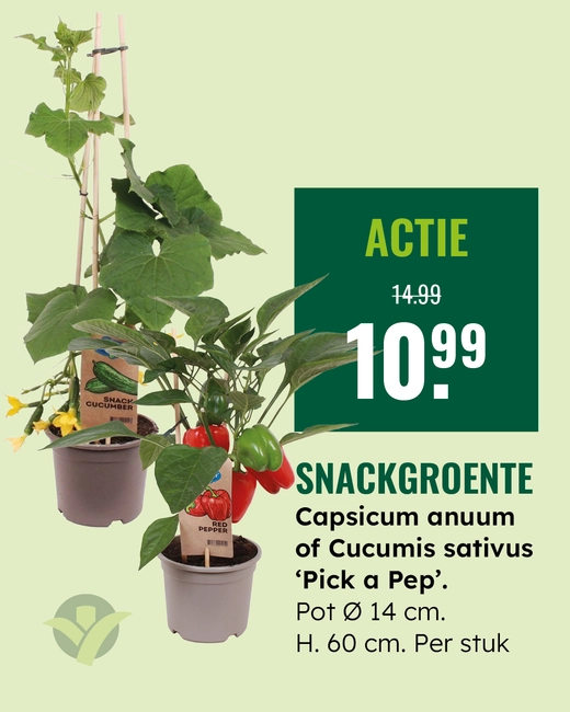 Snack groente