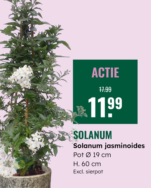 Solanum