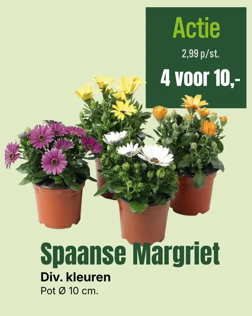 Spaanse Margriet