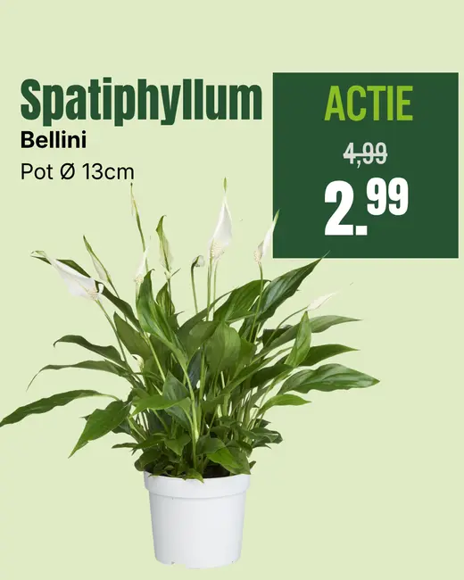 Spatiphyllum